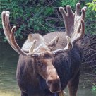 Bull showing off his Antlers